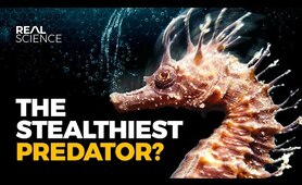 The Insane Biology of: The Seahorse