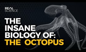 The Insane Biology of: The Octopus